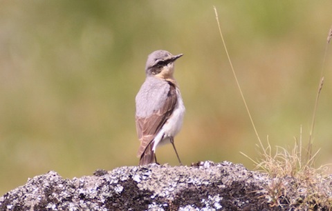 Wheatear also seen on top the Cairngorms.