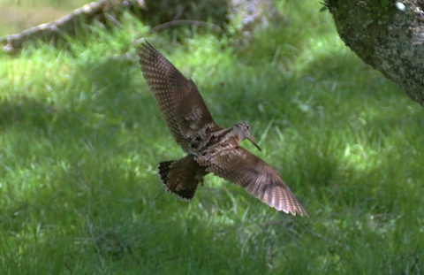 Woodcock in flight.