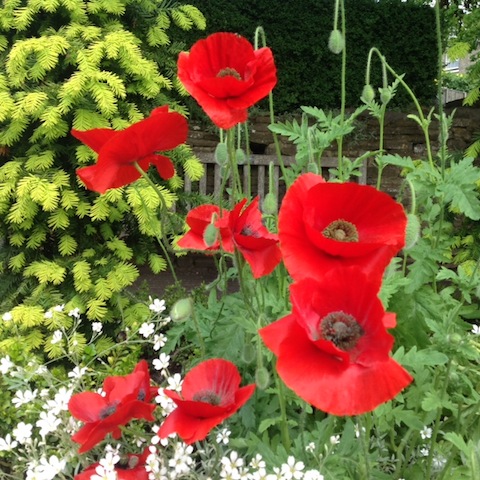 Shirley also took this delightful photo of poppies in bloom in the Castle Grounds. Looks like the parks department have surpassed themselves once again with their planting schemes.