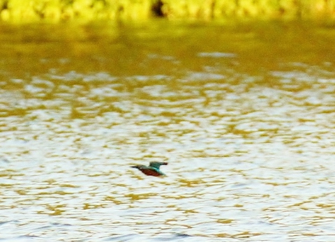 A flash of blue as a kingfisher skims over the water.