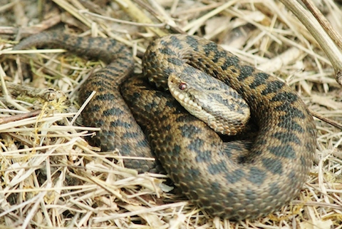 An adder basks in the warm afternoon sunshine at Ranmore.