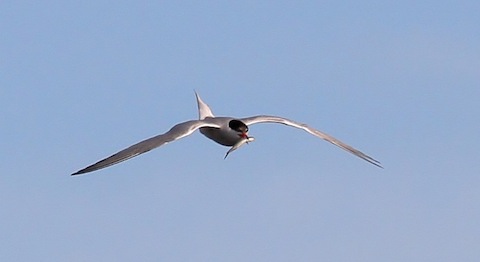 Adult common tern returns to nest site with a fish.