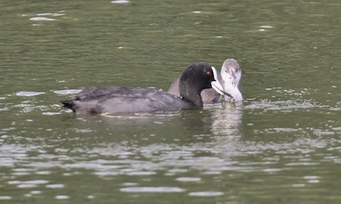 Adult coot with cute coot chick.