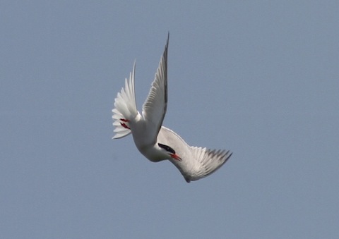 Common tern takes a dive for a fish.