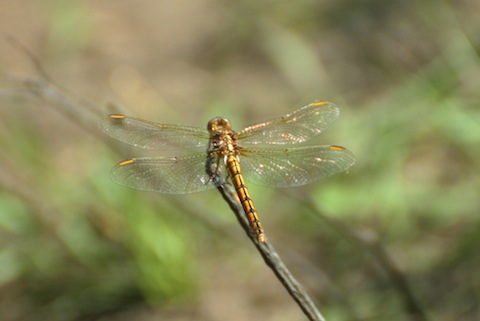 Dragonfly Thursley Common.