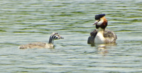 Great crested grebe with chick.