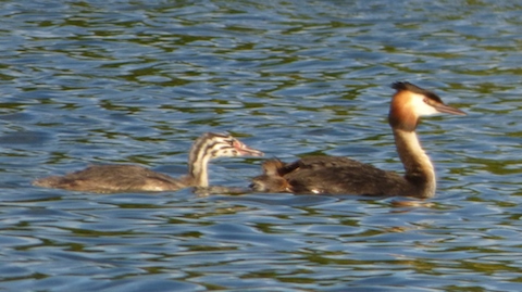 Great crested grebe with one of its young.