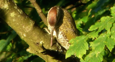 Green woodpecker pokes out its long sticky tongue to catch an insect.