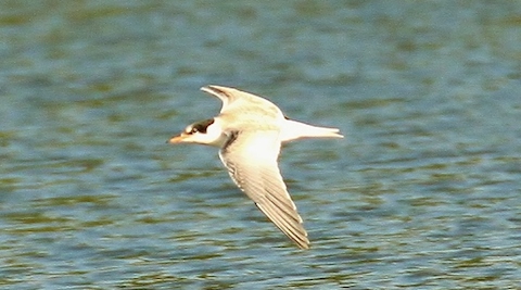 All three of the young terns are now able to fly.