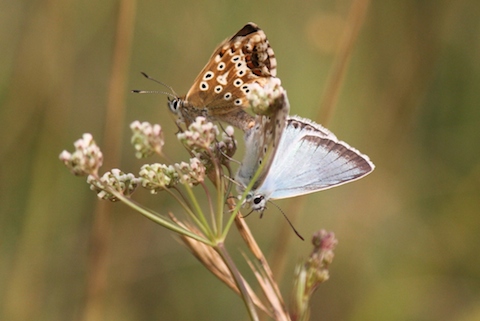 Male and female chalk hill blues.