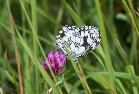 Marbled white on Box Hill.
