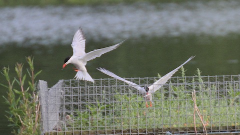 One good tern deserves another as another meal arrives.