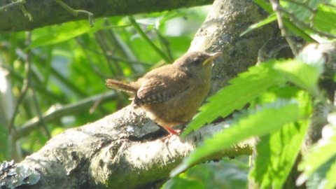 One of a young family of wrens.