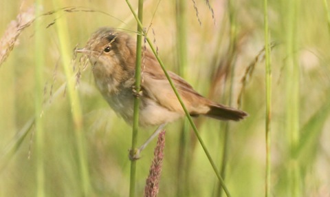 Reed warbler fledgling.