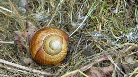 Roman snail.