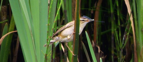 Sedge warbler catching food for its young by the boardwalk at Stoke Reserve.