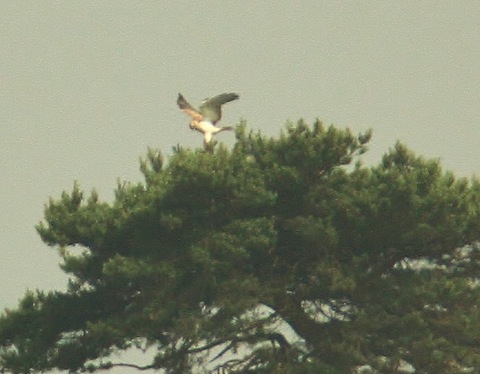Short-toed eagle perches in a pine tree.
