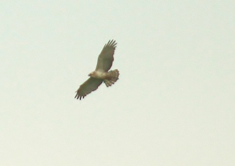 Short-toed eagle over Ashdown Forest.