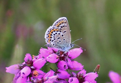 Sillver studded blue on flowering heather.