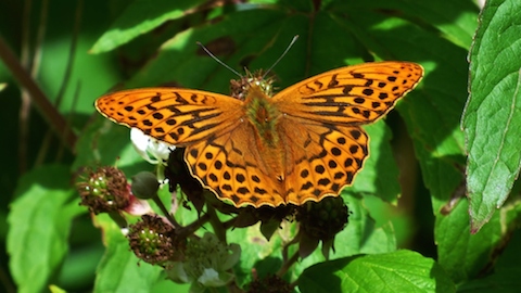 Silver-washed fritillary on Bookham Common.