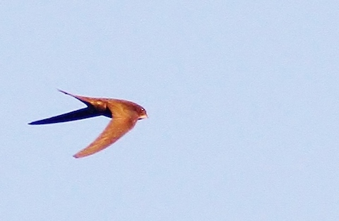 Swift feeding on insects over Stoke Lake.