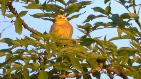 Yellowhammer on Pewley Down.