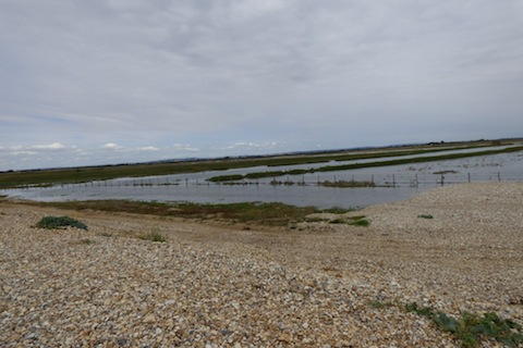 A view of flooded srapes at Medmerry.