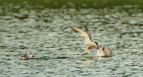 Adult common tern feeds one of it's young.