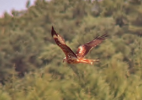 Another red kite sighting in Shamley Green.