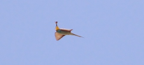 Bee eater catching a bee in flight.