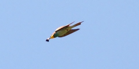 Bee eater make a bee-line for its nest site.