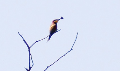 Bee eater perches before returning to its nest site.