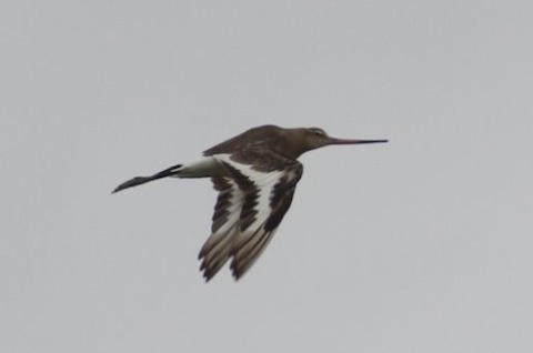 Black-tailed godwit in flight.