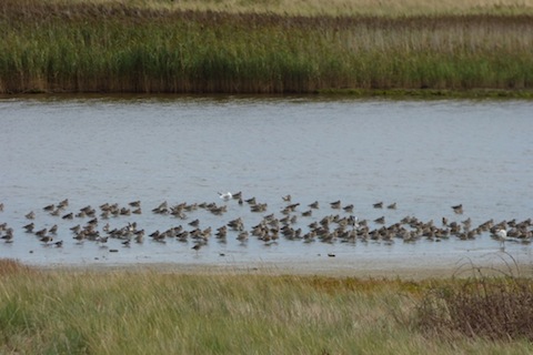 Black-tailed godwits in a freshwater lagoon at Farlington.