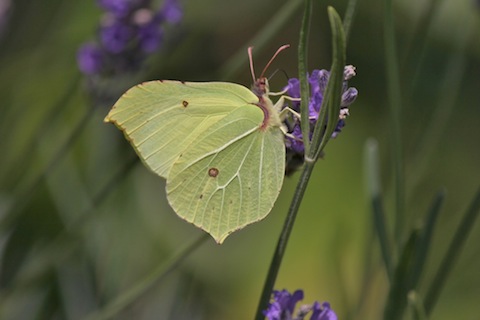 Brimstone - did the name butterfly derive from this beauty.