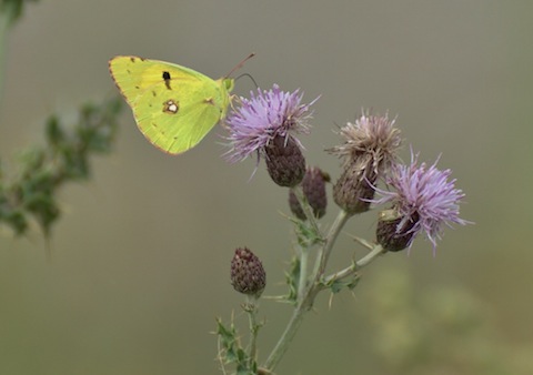 Clouded yellow settles on a thistle at Medmerry.