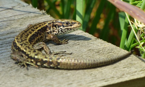 Common lizard at Thursley Common.