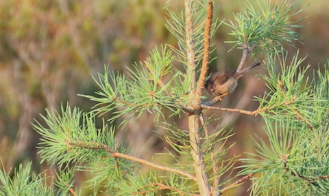 Dartford warbler- this one pictured recently by me on Ash Ranges.