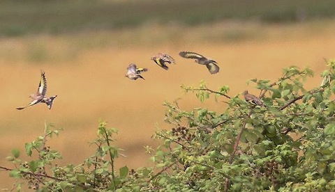 Flocks of goldfinch also seen at Farlington feeding on thistles.