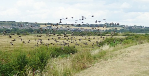 Flocks of starling at Farlington.