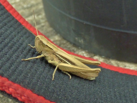 Grasshopper hitches a ride on my camera strap.