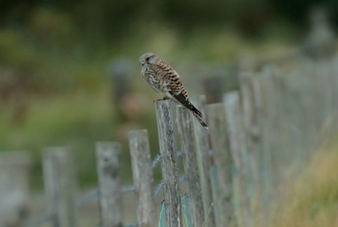 Kestrel perches on a fence post.