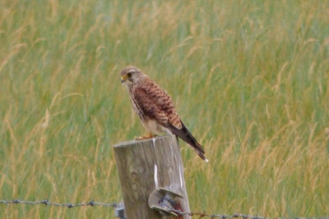 Kestrel watching for a rodent.