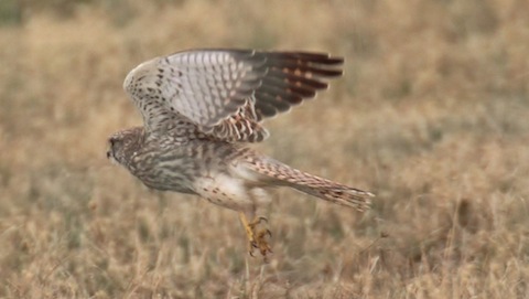 Kestrel with talons on show.