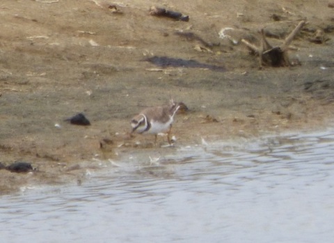 Little ringed plover on a lagoon at Medmerry.