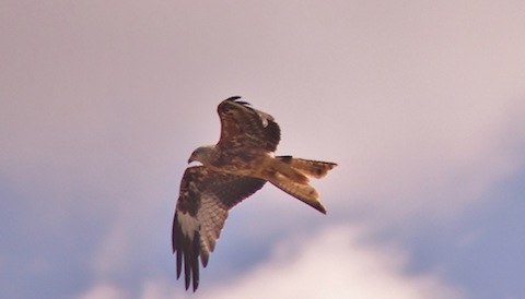 Red kite hunting over newly harvested field in Shamley Green.