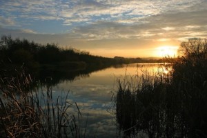 Riverside Nature Park - Reed reflections - Jim Allen