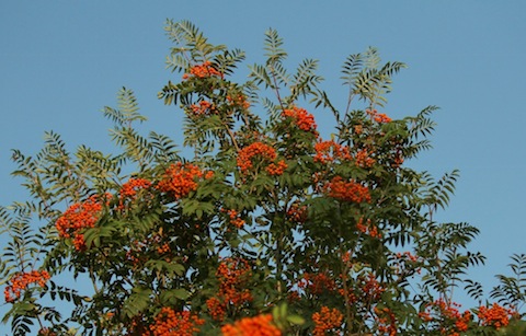 Rowan trees - many already with their brightly coloured berries.