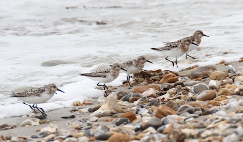Sanderling still with summer plumage arriving back from Arctic breeding grounds.
