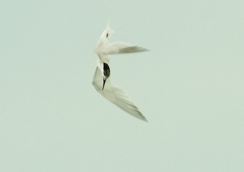 Sandwich tern takes a dive.